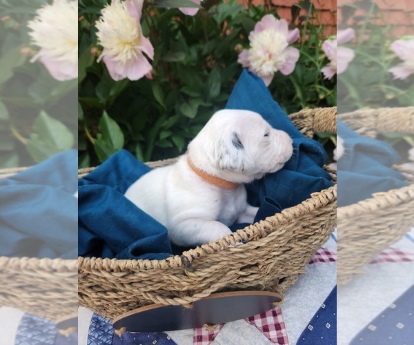 Medium Photo #12 Dalmatian Puppy For Sale in VASSALBORO, ME, USA