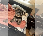 Small Yorkshire Terrier