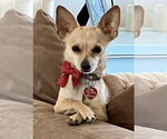 Small #5 Chihuahua
