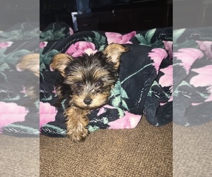 Yorkshire Terrier Puppy for sale in BENSON, NC, USA