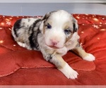 Puppy Girl 1 Australian Shepherd