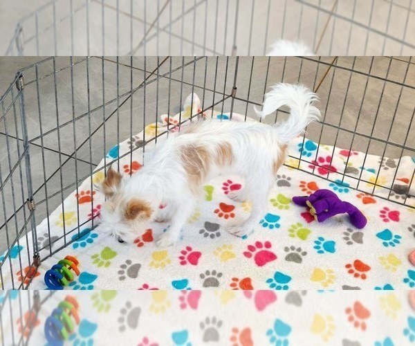Medium Photo #4 Papitese Puppy For Sale in ORO VALLEY, AZ, USA