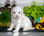 Small #2 Cavapoo