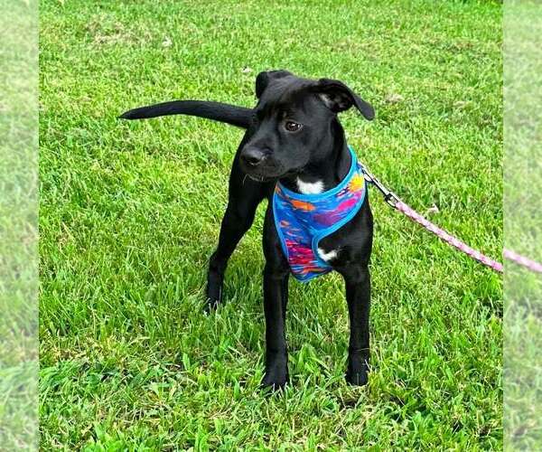 Medium Photo #9 Mutt Puppy For Sale in Candler, NC, USA