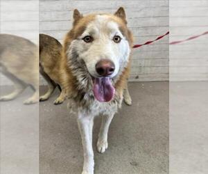 Siberian Husky Dogs for adoption in San Bernardino, CA, USA