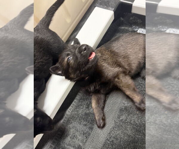 Medium Photo #1 Mutt Puppy For Sale in Imlay City, MI, USA