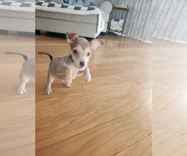 Medium Photo #1 Chihuahua-Unknown Mix Puppy For Sale in San Bernardino , CA, USA