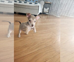 Chihuahua-Unknown Mix Dogs for adoption in San Bernardino , CA, USA