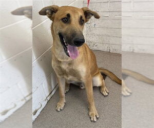 German Shepherd Dog-Unknown Mix Dogs for adoption in San Bernardino, CA, USA