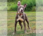 Small #2 American Pit Bull Terrier