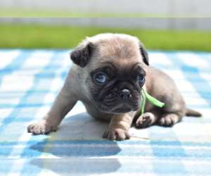 Pug Puppy for sale in PALM COAST, FL, USA