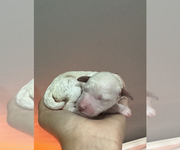 Medium Photo #8 Poodle (Standard) Puppy For Sale in LONGMONT, CO, USA