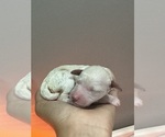 Small #7 Poodle (Standard)