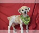 Small #2 Bichpoo