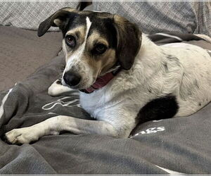 Mutt Dogs for adoption in Westminster, MD, USA