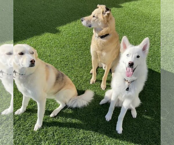 Medium Photo #8 Huskies -Unknown Mix Puppy For Sale in Sandy, UT, USA