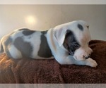 Small Photo #4 American Bully Puppy For Sale in DETROIT, MI, USA