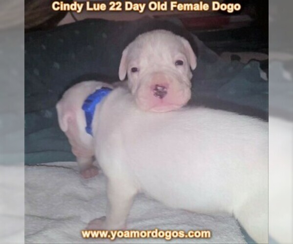 Medium Photo #17 Dogo Argentino Puppy For Sale in PINEVILLE, MO, USA
