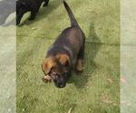 Small #4 German Shepherd Dog