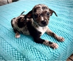 Small Photo #4 Chiweenie Puppy For Sale in SAINT AUGUSTINE, FL, USA