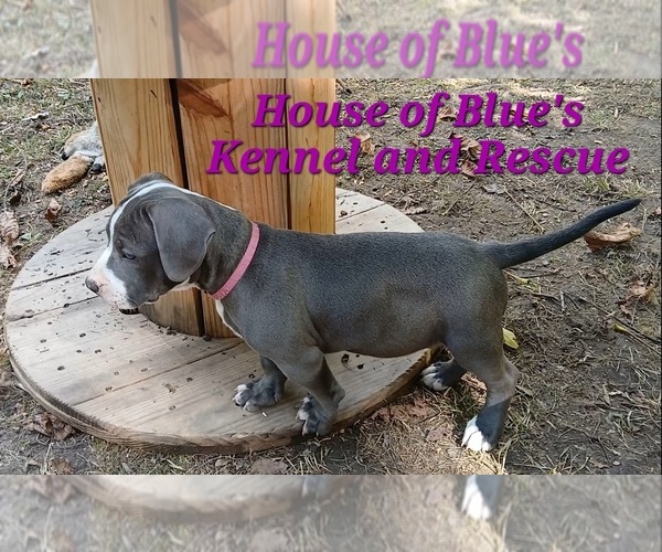 Medium Photo #8 American Pit Bull Terrier Puppy For Sale in DELAWARE, OH, USA