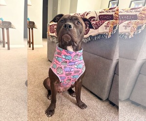 American Pit Bull Terrier-Unknown Mix Dogs for adoption in Duluth, MN, USA