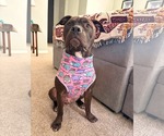 Small American Pit Bull Terrier Mix