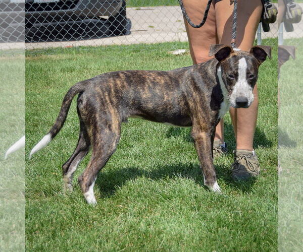 Medium Photo #2 Labrador Retriever-Unknown Mix Puppy For Sale in Huntley, IL, USA