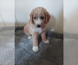 Poodle (Standard)-Springerdoodle Mix Puppy for sale in MONTELLO, WI, USA