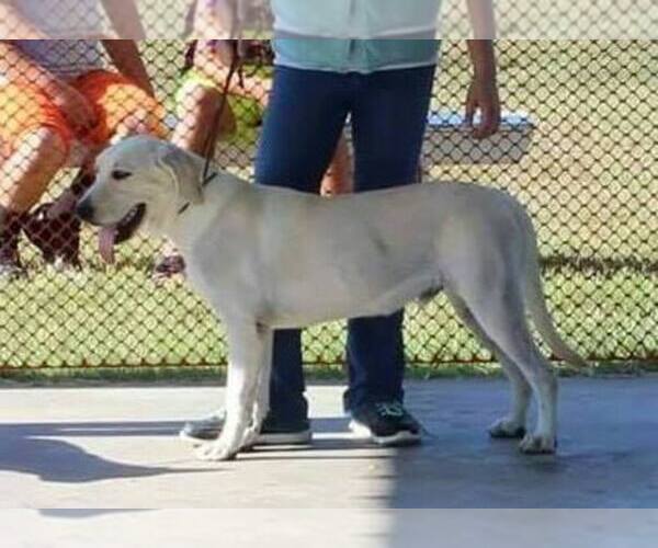 Medium Photo #1 Labrador Retriever Puppy For Sale in AUSTIN, KS, USA