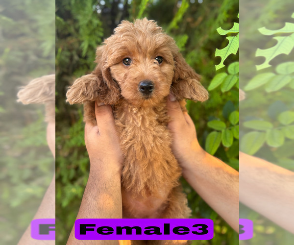 Medium Photo #15 Goldendoodle (Miniature) Puppy For Sale in BAKERSFIELD, CA, USA