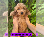 Small #14 Goldendoodle (Miniature)