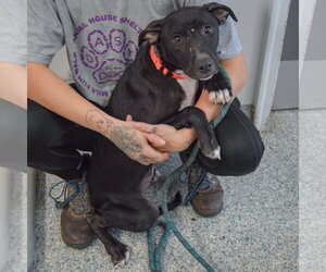 Letty - Female American Bulldog-American Staffordshire Terrier Mix Dog for Adoption - Photo #2