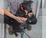 Small Photo #2 American Bulldog-American Staffordshire Terrier Mix Puppy For Sale in Huntley, IL, USA