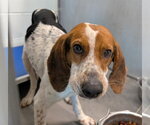Small Beagle Walker Coonhound