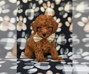 Poodle (Toy) Puppy for sale in PEACH BOTTOM, PA, USA