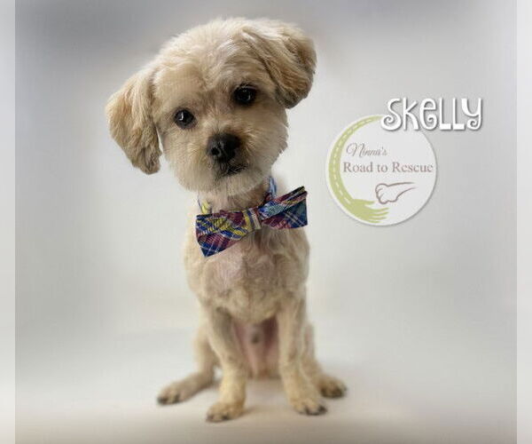 Medium Photo #1 Maltipoo (Miniature) Puppy For Sale in Benton, LA, USA