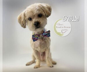 Maltipoo (Miniature) Dogs for adoption in Benton, LA, USA