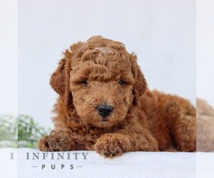 Goldendoodle (Miniature) Puppy for sale in LANCASTER, PA, USA