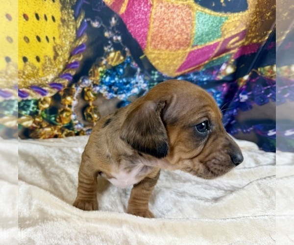Medium Photo #8 Dachshund Puppy For Sale in CASSVILLE, MO, USA
