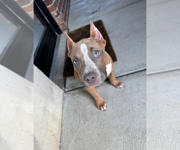 Medium Photo #2 American Pit Bull Terrier-Unknown Mix Puppy For Sale in Lockport, NY, USA