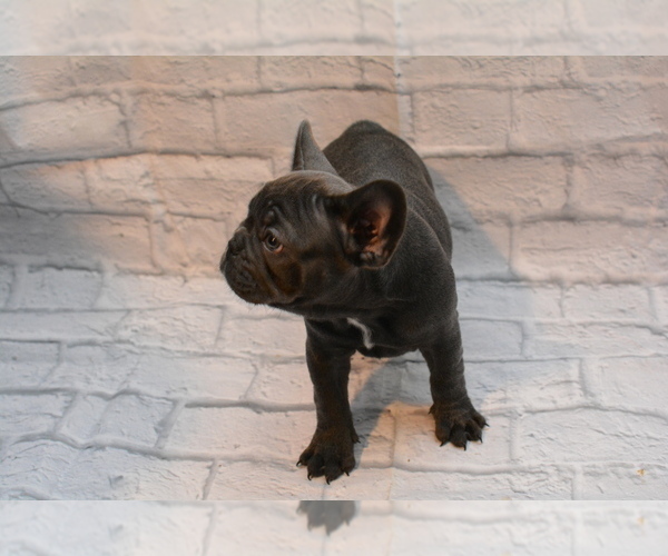 Medium Photo #2 French Bulldog Puppy For Sale in TALLAHASSEE, FL, USA