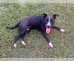 Small #1 Labrador Retriever Mix