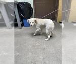 Small Mutt