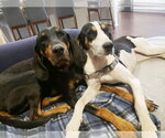 Small #4 Treeing Walker Coonhound