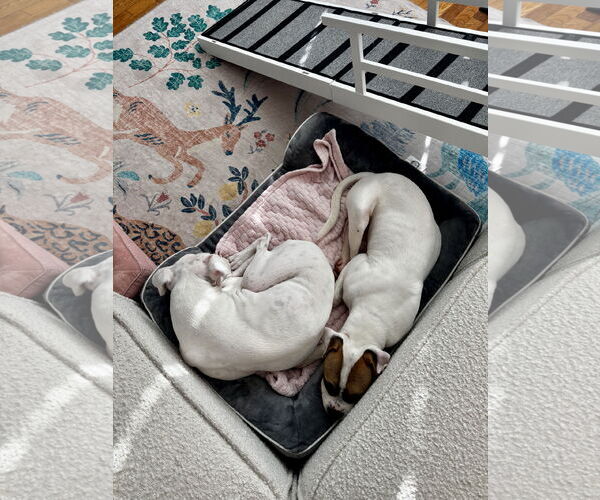 Medium Photo #6 Boxer-Unknown Mix Puppy For Sale in Dumont, NJ, USA