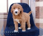Small Goldendoodle (Miniature)