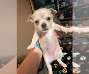 Chihuahua Puppy for Sale in MARION, Virginia USA