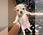 Image preview for Ad Listing. Nickname: Pugsley