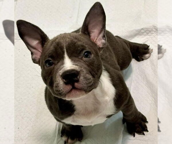 Medium Photo #3  Puppy For Sale in , 